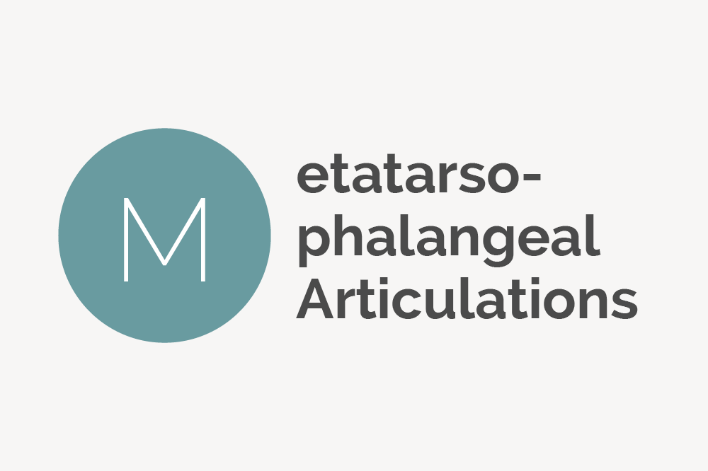 Metatarsophalangeal Articulations